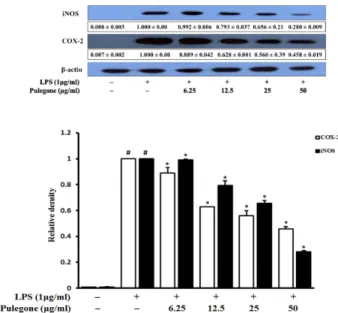 Fig. 6. Inhibitory effects of pulegone on the expression of MAPKs in LPS-stimulated RAW264.7 cells
