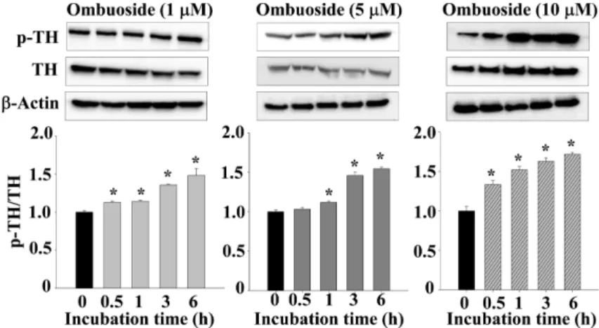 Fig. 3. Effects of ombuoside on the phosphorylation of CREB (Ser133) in PC12 cells. PC12 cells were treated with ombuoside (1, 5, and 10 µM) for 0.5 − 6 h
