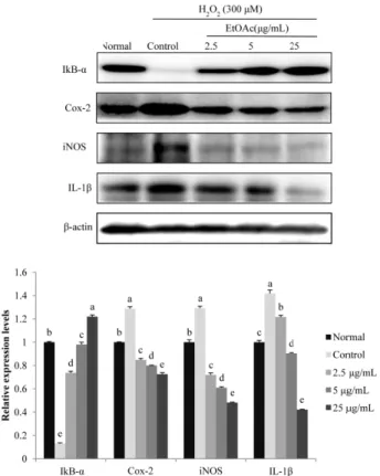 Fig. 3. The effects of the EtOAc fraction of A. okamotoanum on the expression of I κB-α, Cox-2, iNOS and IL-1β in H 2 O 2 -treated C6 glial cells