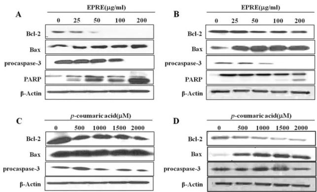 Fig. 3. Effects of ethyl acetate fraction of PRE (EPRE) and p-coumaric acid on the expression of apoptosis-related proteins in MKN-74 cells (A, C) and HL-60 cells (B, D).