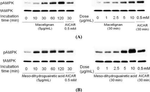 Fig. 2. Phosphorylation of AMPK by macelignan and MDGA in MCF-7 cells. Cells were seeded using DMEM supplemented with 10%