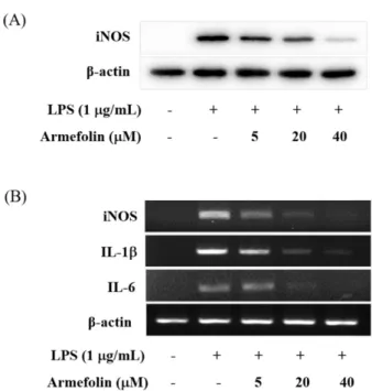 Fig. 2. Effects of armefolin on iNOS expression (A) and inflammatory cytokines (B) in LPS-activated RAW 264.7  macrop-hages