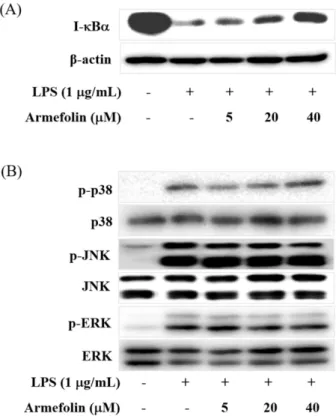 Fig. 3. The effects of armefolin on LPS-induced I-κBα degradation (A) and phosphorylation of p38, JNK and ERK (B) in RAW 264.7 macrophages
