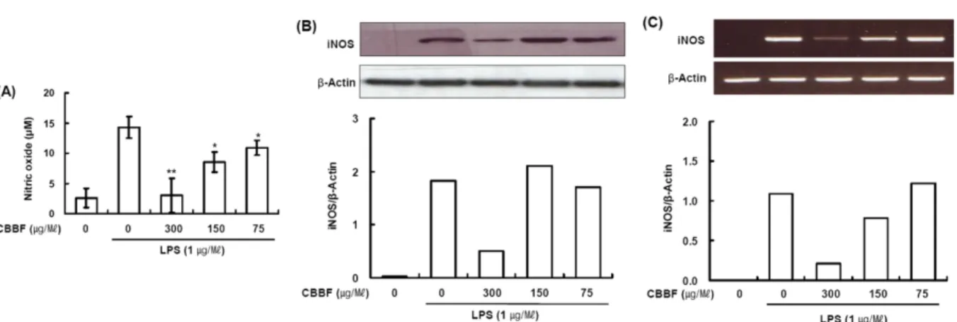Fig. 4. Effect of CBBF on LPS-induced phosphorylation of I κB-α.