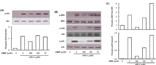 Fig. 6. Effect of CBBF on LPS-activated ROS production. RAW 264.7 cells were treated with LPS in the presence or absence of CBBF (150 μg/ml)