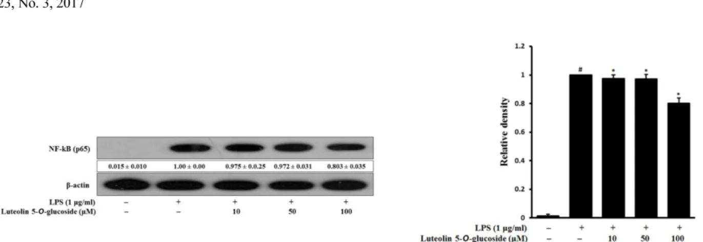 Fig. 5. Inhibitory effects of luteolin 5-O-glucoside on the expression of MAPKs in LPS-stimulated RAW 264.7 cells