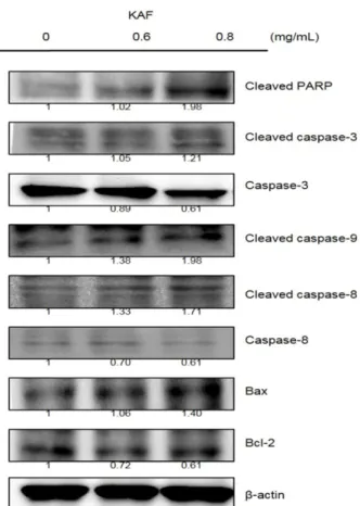 Fig. 5. Effects of KAF on the expression of Bcl-2 family and caspase proteins in HCT116 cells