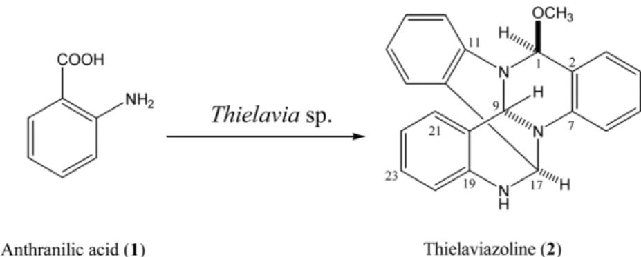 Fig. 2. EI-MS fragmentation for thielaviazoline (2).