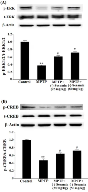 Fig. 6. Effects of (−)-sesamin on phosphorylation of ERK1/2 (A) and CREB (B) in the hippocampus