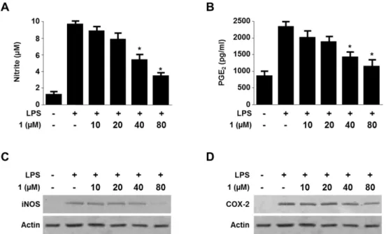 Fig. 3. Effects of 1 on the protein expression of nitrite (A), PGE 2  (B) iNOS (C) and COX-2 (D) in RAW 264.7 cells stimulated with LPS.
