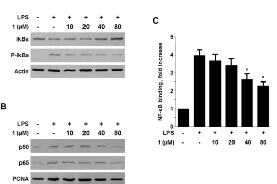 Fig. 8. Effects of 1 on the IκB-α phosphorylation and degradation (A), NF-κB activation (p65 and p50), and NF-κB DNA-binding activity (C)