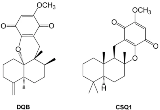 Fig. 2. Effect of DQB and CSQ1 mixture on cell viability or NO production in RAW 264.7 cells