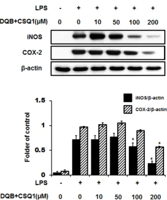 Fig. 4. Effect of DQB and CSQ1 mixture on LPS-induced iNOS and COX-2 expression in RAW 264.7 cells