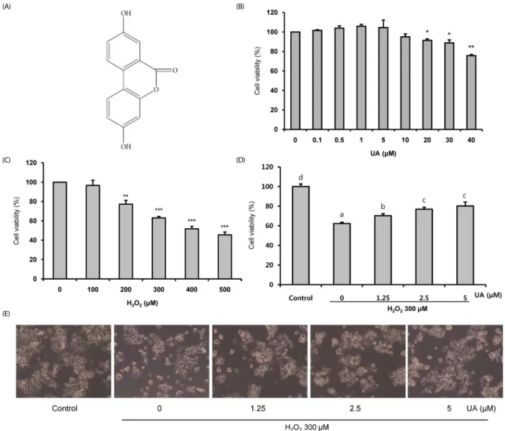 Fig. 1. Protective effects of urolithin A (UA) on H 2 O 2 -induced cell death and cytotoxicity in SK-N-MC cells