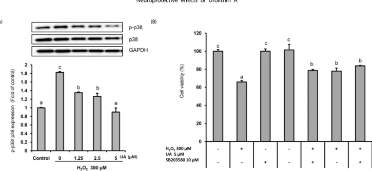 Fig. 5. Urolithin A (UA) attenuated H 2 O 2 -induced SK-N-MC cell death by modulating the p38 MAPK signaling pathway