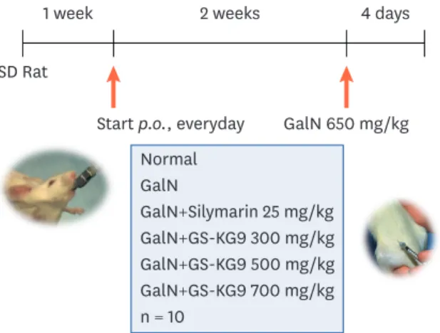 Fig. 1. Schematic diagram of the experimental protocol. Rats were acclimatized on a normal diet for 1 week and  then they were divided into 6 groups of ten animals each