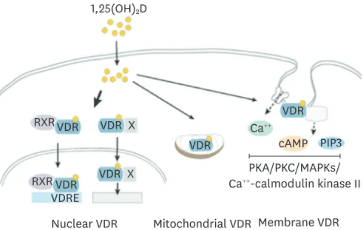 Fig. 2. Vitamin D exerts biological functions through the VDR. The active form of vitamin D, 1,25(OH) 2 D, is a  relatively small, lipophilic molecule that easily penetrates the cell membrane by simple diffusion and binds  to VDR
