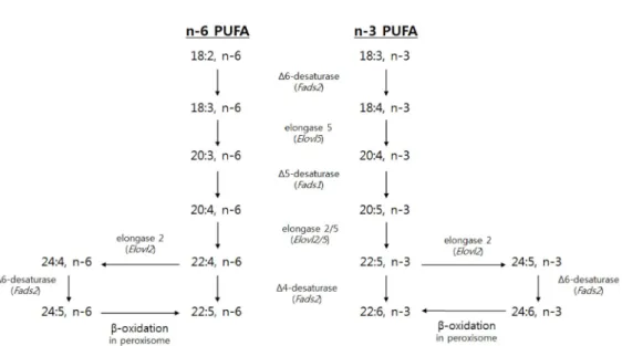 Fig. 1. Biosynthetic pathways of n-6 and n-3 LCPUFA with encoding genes in parentheses