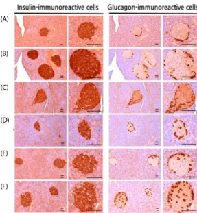 Fig. 4. Histological images of the insulin- and glucagon-immunoreactive cells in the pancreas and all cells were immunostained by the avidin-biotin-peroxidase  complex