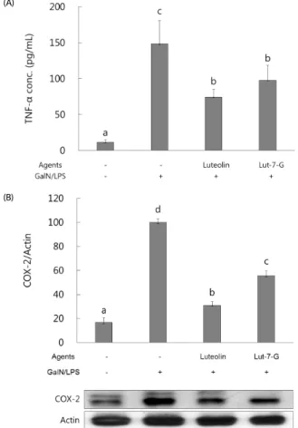 Fig. 2. Effect of luteolin and luteolin 7-O-glucoside on histopathological changes  in liver of mice treated with GalN/LPS