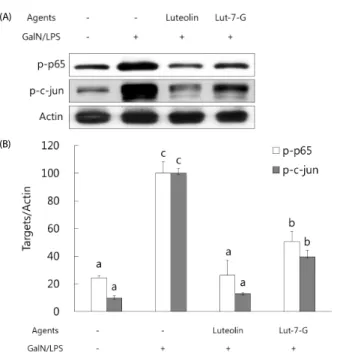 Fig. 5. Effect of luteolin and luteolin 7-O-glucoside on phase II enzymes and  their transcription factor, Nrf2, in GalN/LPS-intoxicated ICR mice