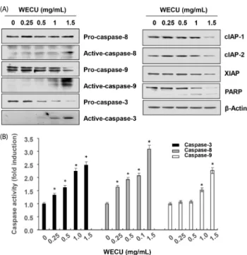 Fig. 3. Effects of WECU on the levels of BCL-2 family proteins in MDA-MB-231  cells.  After 72 h incubation with the indicated concentrations of WECU, the cellular proteins  were probed with anti-BAX, anti-BCL-2 and anti-BID antibodies