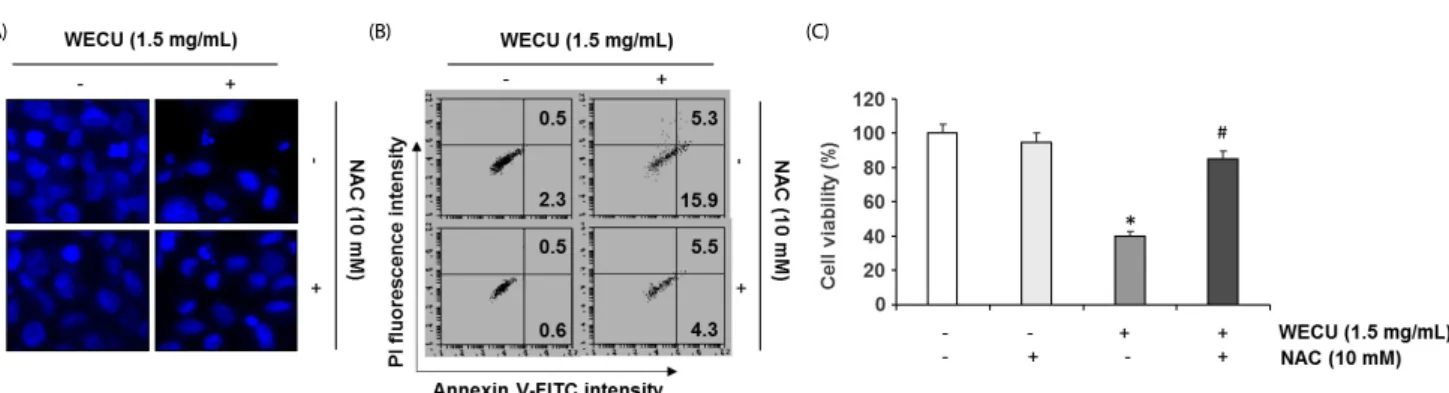 Fig. 6. Induction of ROS-dependent apoptosis by WECU in MDA-MB-231 cells.  MDA-MB-231  cells  were  pre-treated  with  or  without  10  mM  NAC  for  1  h,  prior  to  1.5  mg/mL  WECU treatment