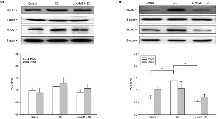 Fig. 4. Interaction  of  SC  (1  mg/mL)  with  UDE  (10 -7   M)  or  Rol  (10 -6  M) (n = 4)