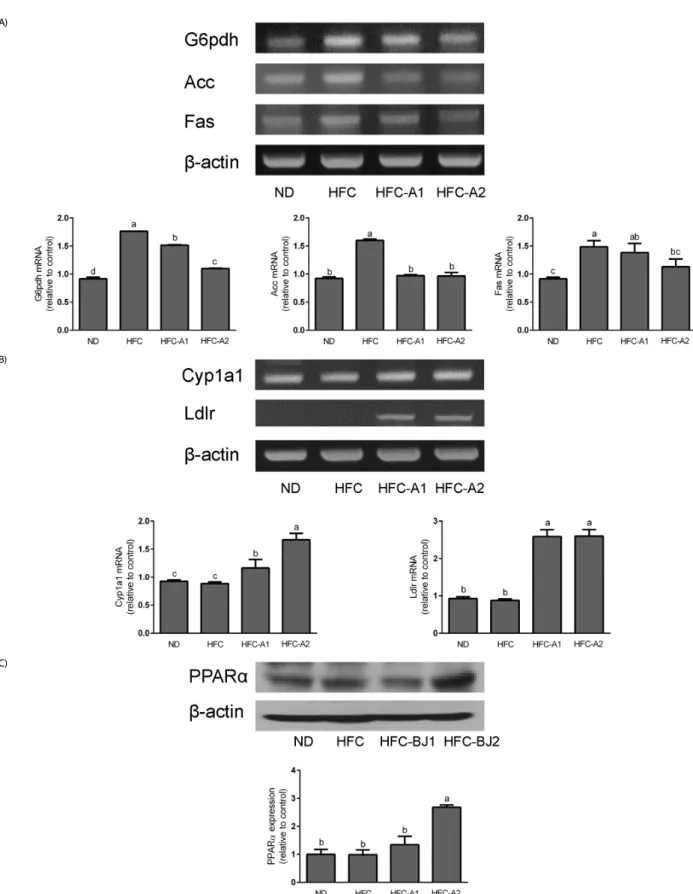 Fig. 2. Expression of BLE supplementation on mRNA and protein expression in HFC-fed rats