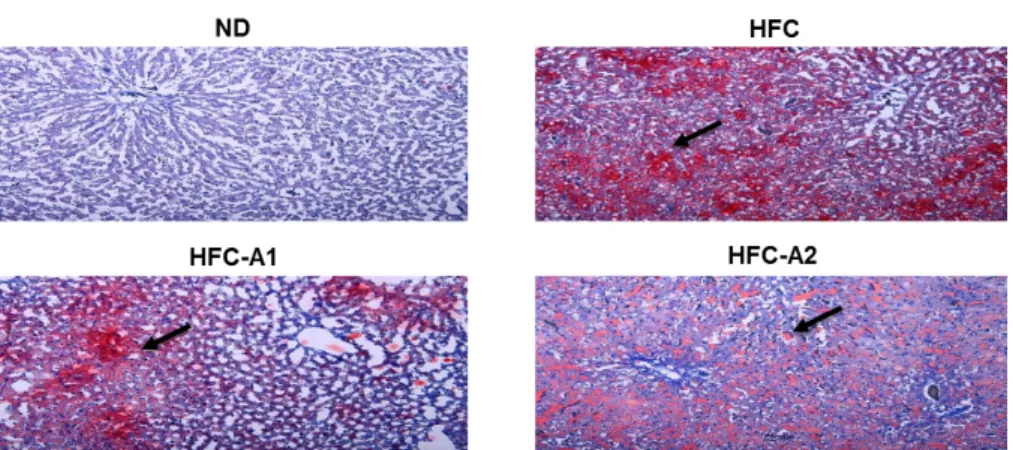Fig. 3. Expression of BLE supplementation on hepatic histology in HFC-fed rats.  Rats (n = 8) were treated with normal diet (ND), high fat-high-cholesterol diet (HFC), 3%  Brassica  Juncea  L