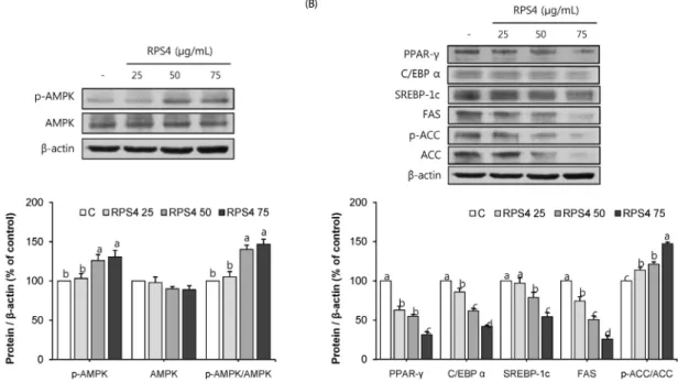 Fig. 3. Effect of red pepper seed water extract (RPS4) on the expression of AMPK (A) and adipogenic associated proteins (B) in 3T3-L1 adipocytes