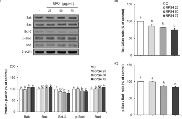 Fig. 6. Effect of red pepper seed water extract (RPS4) on the expression of Bcl-2 family proteins in mature adipocytes