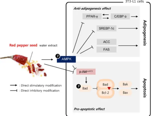 Fig. 7. Proposed working model: RPS4 suppresses adipogenisis and induces apoptosis through AMPK pathways