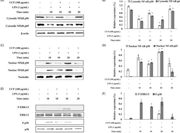 Fig. 3. Effects of crude polysaccharides from the Celluclast enzyme digest (CCP) on LPS-induced iNOS and COX-2 protein expression in RAW 264.7 cells