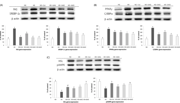 Fig. 3. Effects of GAE supplementation on FAS, SREBP-1c, PPARγ, C/EBPα, HSL, and pAMPK expressions