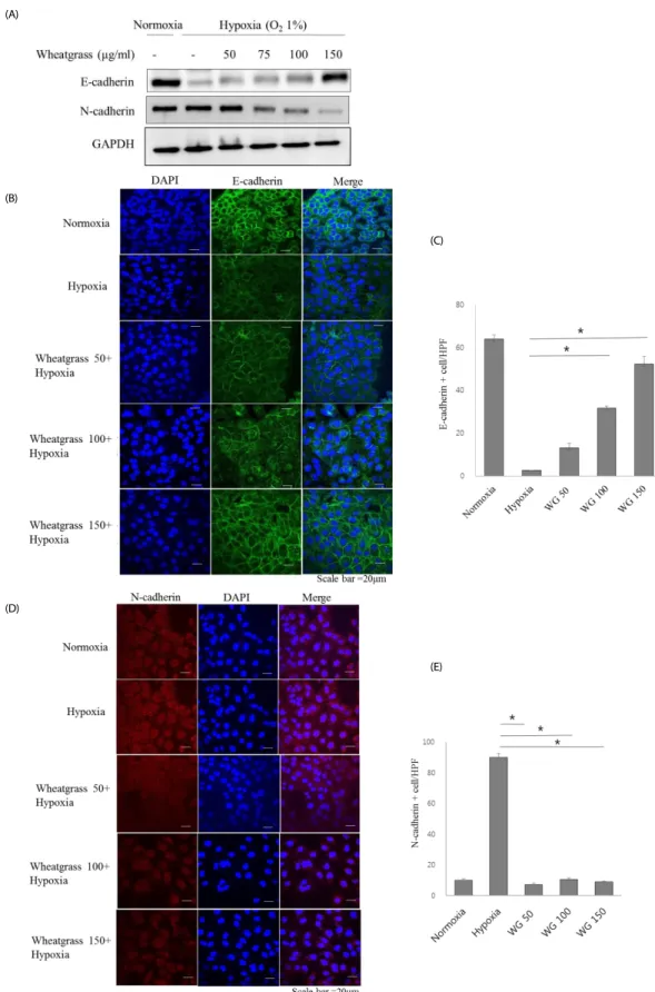 Fig. 1. Wheatgrass inhibits the hypoxia-mediated EMT process in airway epithelial cells