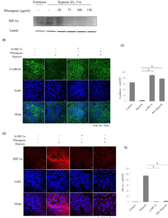 Fig. 2. Wheatgrass inhibits the hypoxia-mediated EMT process by inhibiting the activation of HIF-1α in airway epithelial cells