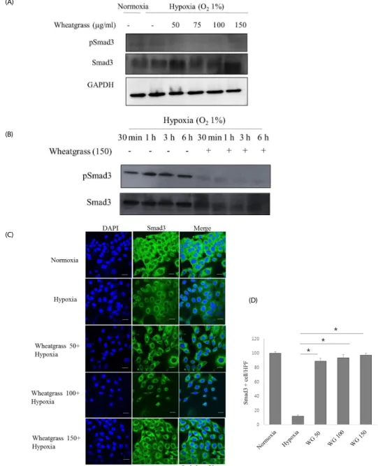 Fig. 3. Wheatgrass inhibits the hypoxia-mediated EMT process by reducing Smad activation