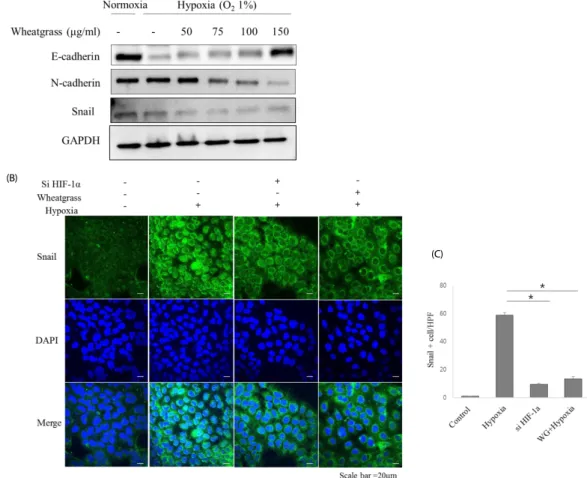 Fig. 4. Wheatgrass negatively regulates Snail expression in airway epithelial cells.  (A)  A549  cells  were  treated  with  wheatgrass  at  the  indicated  concentrations  for  24  h,  and  total  cell  lysates  were  analyzed  by  immunoblotting  with  a