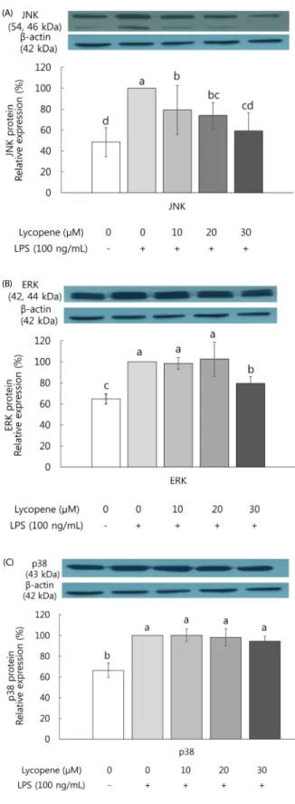 Fig. 6. Effects of lycopene on protein expression of JNK (A), ERK (B), p38 (C)  in LPS-stimulated SW480 cells