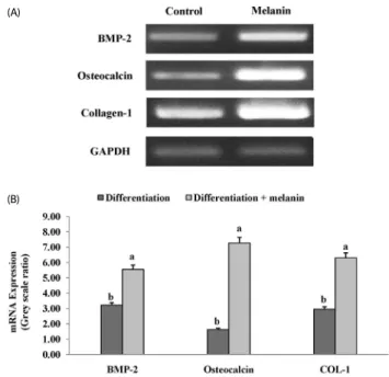 Fig. 4. Effect of melanin extracted from Gallus gallus domesticus (GD) on viability  and tartrate-resistant acid phosphatase (TRAP) activity of RAW 264.7 cells during  their differentiation