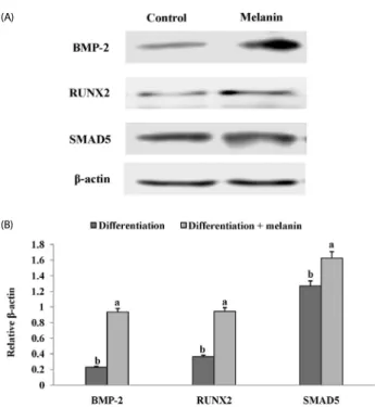 Fig. 6. Effects of melanin extracted from Gallus gallus domesticus (GD) on bone  morphogenetic protein-2 (BMP) signal pathway in MG-63 cells