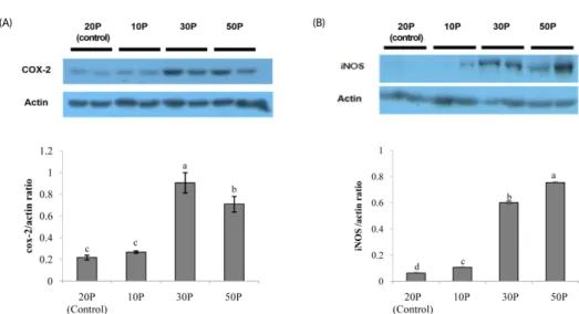 Fig. 5. Expression of inflammatory proteins.  The large intestine from cecum to rectum was divided into 3 parts and the distal parts were removed and homogenized