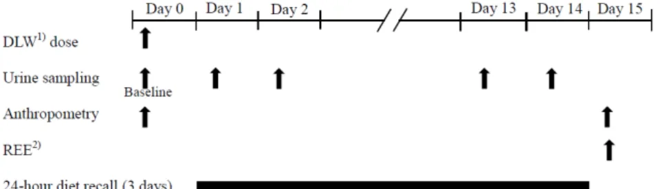 Fig. 1. Protocol of the study.  1) DLW:  Doubly  labeled  water  2) REE:  Resting  energy  expenditure 