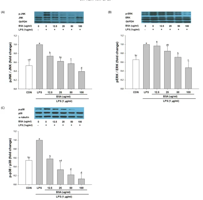 Fig. 5. Effect of black soybean anthocyanins on the activation of MAPKs in RAW 264.7 cells