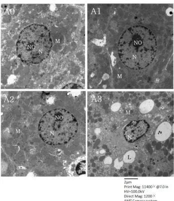 Table 5. Effects of vitamin A supplementation on plasma concentrations of retinol and  α-tocopherol in rats fed the experimental diets
