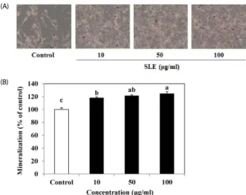 Fig. 2.  Effect  of  SLE  on  alkaline  phosphatase  (ALP)  activity  in  MC3T3-E1  cells