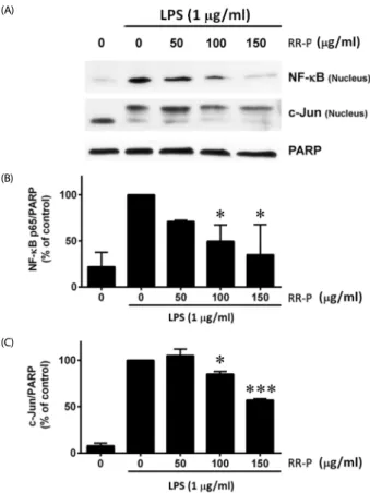 Fig. 4. Effect of RR-P on the level of NF-κB and AP-1 in the nucleus of  LPS-induced Raw macrophages