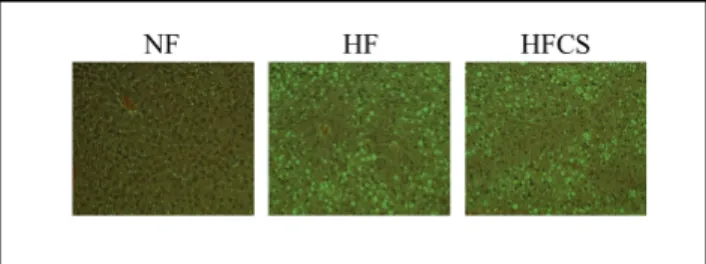 Fig. 1. Effect of Corn silk extract on lipid deposition in the liver