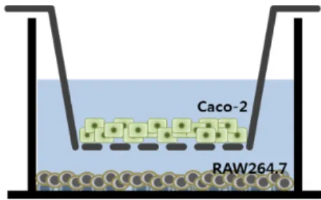 Fig. 1. Schematic representation of the in vitro co-culture system that was  established